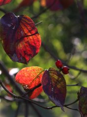 Another photo of autumn dogwood.